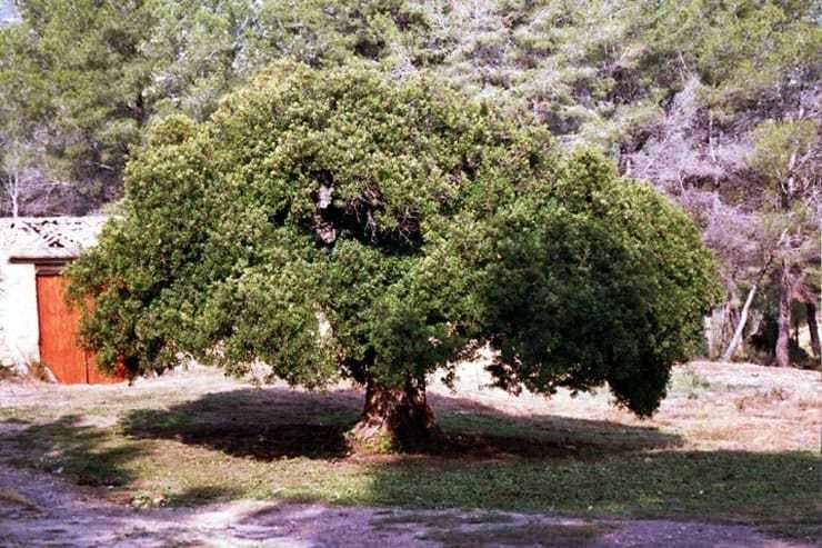 Тысячелетнее мастиковое дерево, ставшее символом хозяйства Кло Лантикус