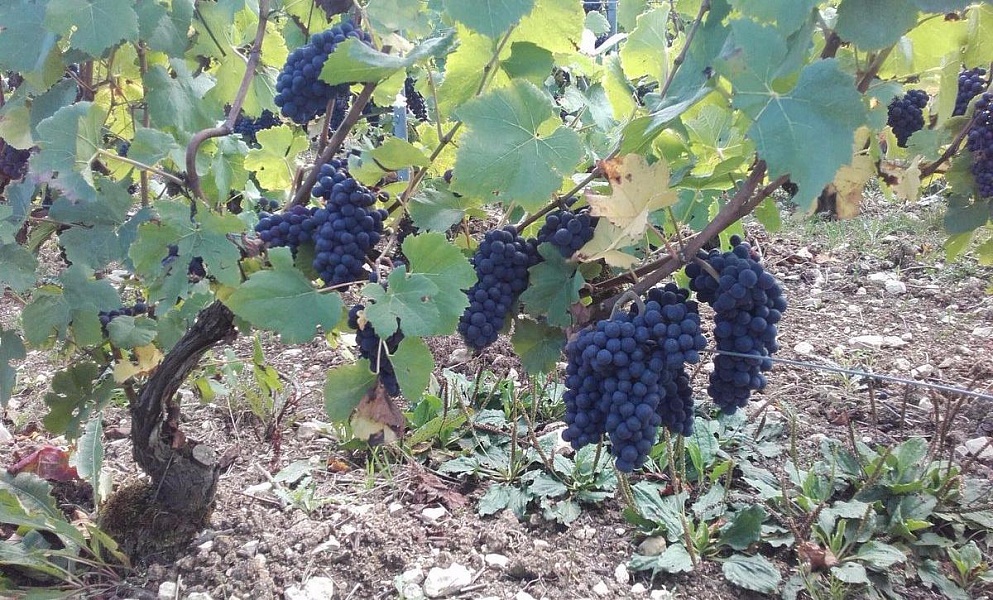Пино Нуар виноградник Barmont