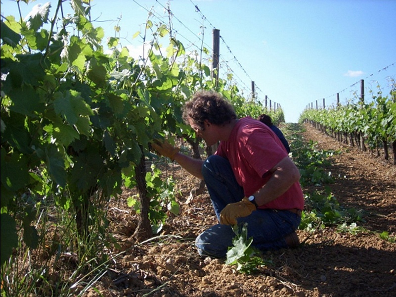Реми занят важным весенним этапом на винограднике - Débourgeonnage