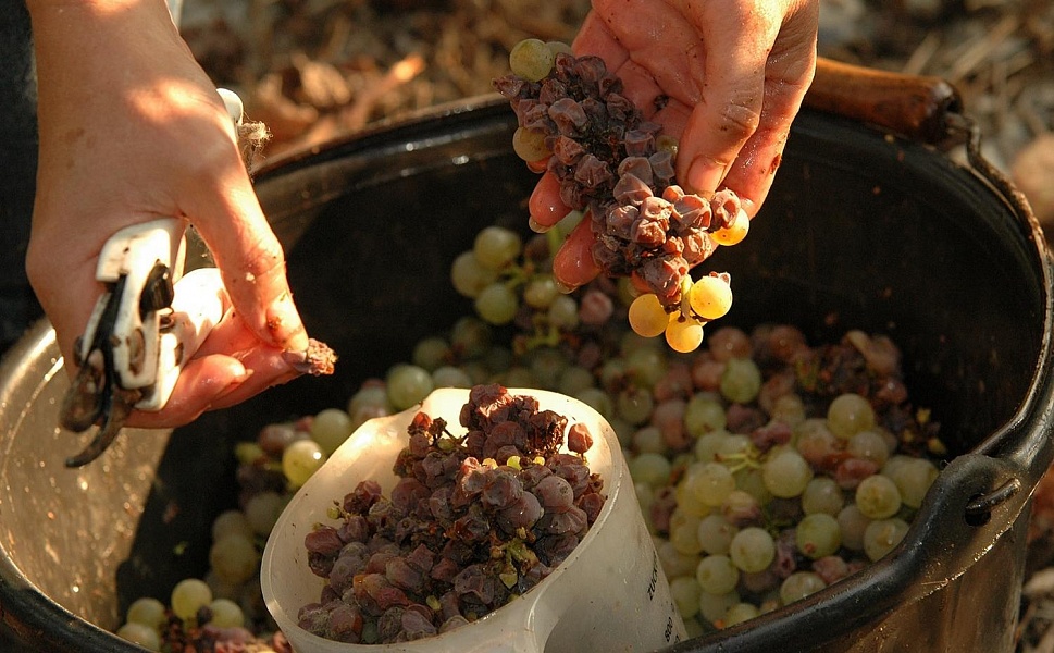 По ягодке отбирают виноград для вин Трокенберенауслезе