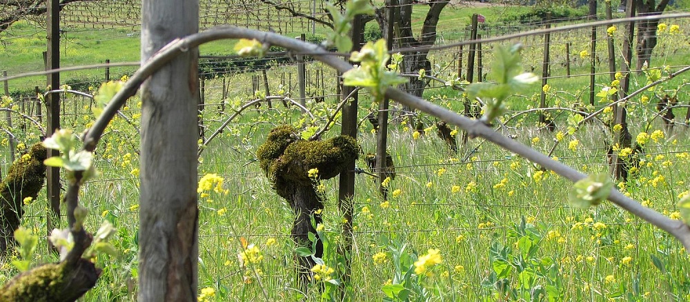 Исторический виноградник Мареш (Maresh Vineyard) весной.
