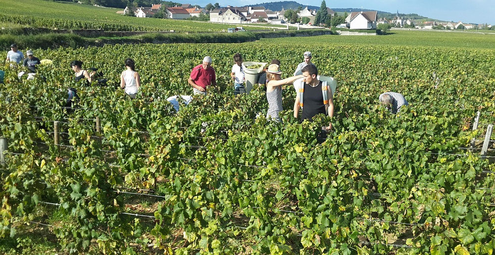 Сбор урожая на винограднике Chassagne-Montrachet 1er Cru Les Champs Gain
